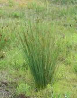 http://sophy.u-3mrs.fr/Photo-id/Jas/Juncus_glaucus______________15_05_2006_2.JPG